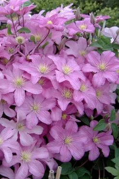 Comtesse De Bouchaud Clematis - 1 Gallon Pot 11 Comtesse De Bouchaud Clematis - 1 Gallon Pot -Outdoor Garden Store clematis comtesse de bouchaud 3