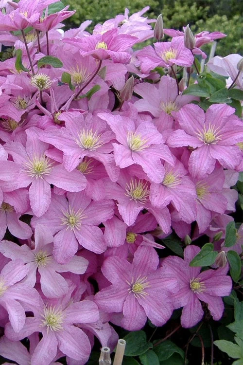 Comtesse De Bouchaud Clematis - 1 Gallon Pot 6 Comtesse De Bouchaud Clematis - 1 Gallon Pot - Image 4