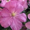 Comtesse De Bouchaud Clematis - 1 Gallon Pot 2 Comtesse De Bouchaud Clematis - 1 Gallon Pot -Outdoor Garden Store clematis comtesse de bouchaud 7
