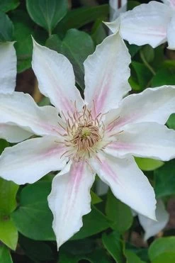 Corinne Clematis - 1 Gallon Pot 15 Corinne Clematis - 1 Gallon Pot -Outdoor Garden Store clematis corinne 14