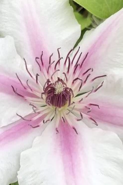 Corinne Clematis - 1 Gallon Pot 13 Corinne Clematis - 1 Gallon Pot -Outdoor Garden Store clematis corinne 15