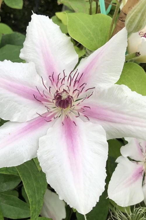 Corinne Clematis - 1 Gallon Pot 3 Corinne Clematis - 1 Gallon Pot