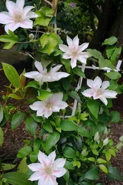 Corinne Clematis - 1 Gallon Pot 17 Corinne Clematis - 1 Gallon Pot -Outdoor Garden Store clematis corinne 18