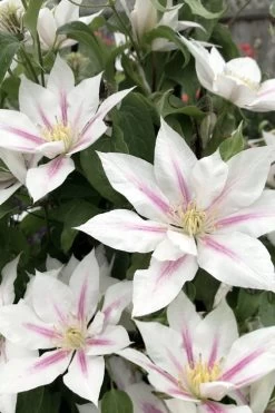 Corinne Clematis - 1 Gallon Pot 14 Corinne Clematis - 1 Gallon Pot -Outdoor Garden Store clematis corinne 2