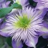 Crystal Fountain Clematis - 1 Gallon Pot 1 Crystal Fountain Clematis - 1 Gallon Pot -Outdoor Garden Store clematis crystal fountain 1