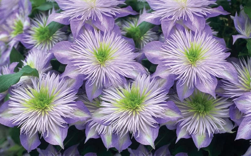 Crystal Fountain Clematis - 1 Gallon Pot 7 Crystal Fountain Clematis - 1 Gallon Pot - Image 5