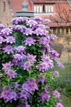 Crystal Fountain Clematis - 1 Gallon Pot 10 Crystal Fountain Clematis - 1 Gallon Pot -Outdoor Garden Store clematis crystal fountain 3