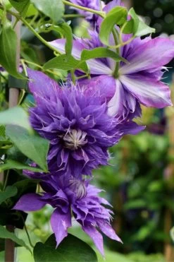 Diamantina Clematis - 1 Gallon Pot 10 Diamantina Clematis - 1 Gallon Pot -Outdoor Garden Store clematis diamantina 1