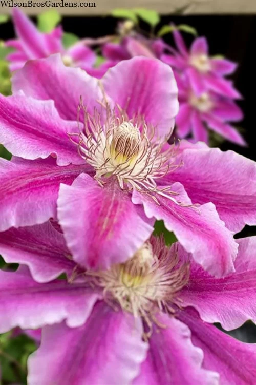 Dr. Ruppel Clematis - 1 Gallon Pot 2 Dr. Ruppel Clematis - 1 Gallon Pot