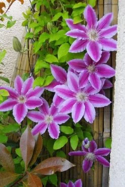 Dr. Ruppel Clematis - 1 Gallon Pot 22 Dr. Ruppel Clematis - 1 Gallon Pot -Outdoor Garden Store clematis dr ruppel 11