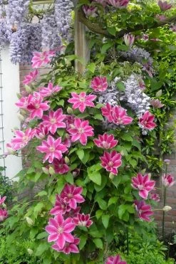 Dr. Ruppel Clematis - 1 Gallon Pot 16 Dr. Ruppel Clematis - 1 Gallon Pot -Outdoor Garden Store clematis dr ruppel 12