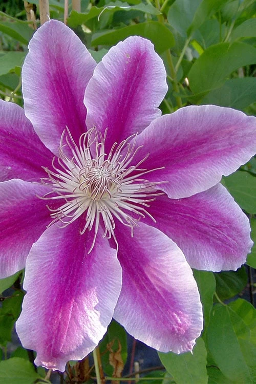 Dr. Ruppel Clematis - 1 Gallon Pot 10 Dr. Ruppel Clematis - 1 Gallon Pot - Image 9