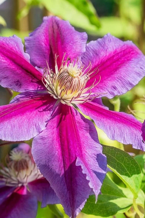 Dr. Ruppel Clematis - 1 Gallon Pot 9 Dr. Ruppel Clematis - 1 Gallon Pot - Image 8