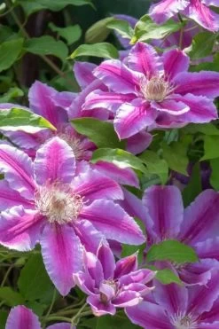 Dr. Ruppel Clematis - 1 Gallon Pot 17 Dr. Ruppel Clematis - 1 Gallon Pot -Outdoor Garden Store clematis dr ruppel 4