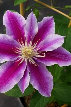Dr. Ruppel Clematis - 1 Gallon Pot 18 Dr. Ruppel Clematis - 1 Gallon Pot -Outdoor Garden Store clematis dr ruppel 7