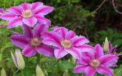 Dr. Ruppel Clematis - 1 Gallon Pot 21 Dr. Ruppel Clematis - 1 Gallon Pot -Outdoor Garden Store clematis dr ruppel 8