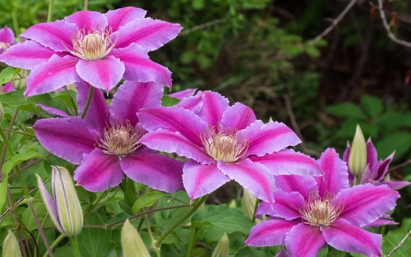 Dr. Ruppel Clematis - 1 Gallon Pot 11 Dr. Ruppel Clematis - 1 Gallon Pot - Image 10