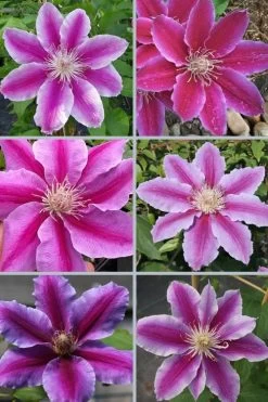 Dr. Ruppel Clematis - 1 Gallon Pot 15 Dr. Ruppel Clematis - 1 Gallon Pot -Outdoor Garden Store clematis dr ruppel 9