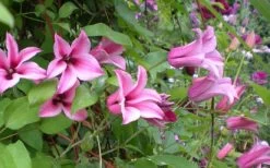 Duchess Of Albany Clematis - 1 Gallon Pot 17 Duchess Of Albany Clematis - 1 Gallon Pot -Outdoor Garden Store clematis duchess of albany 5