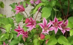 Duchess Of Albany Clematis - 1 Gallon Pot 16 Duchess Of Albany Clematis - 1 Gallon Pot -Outdoor Garden Store clematis duchess of albany 6