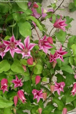 Duchess Of Albany Clematis - 1 Gallon Pot 15 Duchess Of Albany Clematis - 1 Gallon Pot -Outdoor Garden Store clematis duchess of albany 7