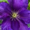Duchess Of Cornwall Clematis- 1 Gallon Pot 2 Duchess Of Cornwall Clematis- 1 Gallon Pot -Outdoor Garden Store clematis duchess of cornwall 3