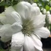 Duchess Of Edinburgh Clematis - 1 Gallon Pot 1 Duchess Of Edinburgh Clematis - 1 Gallon Pot -Outdoor Garden Store clematis duchess of edinburgh 5