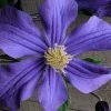 Durandii Clematis - 1 Gallon Pot 1 Durandii Clematis - 1 Gallon Pot -Outdoor Garden Store clematis durandii 10