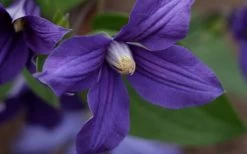 Durandii Clematis - 1 Gallon Pot 22 Durandii Clematis - 1 Gallon Pot -Outdoor Garden Store clematis durandii 12