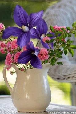 Durandii Clematis - 1 Gallon Pot 17 Durandii Clematis - 1 Gallon Pot -Outdoor Garden Store clematis durandii 13