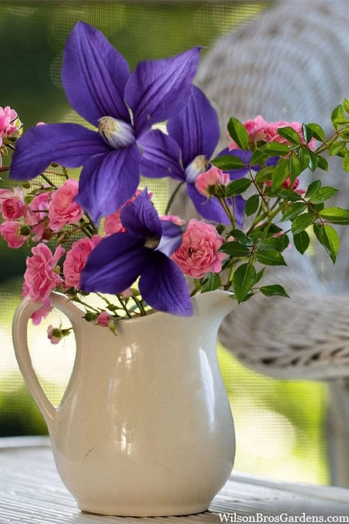 Durandii Clematis - 1 Gallon Pot 7 Durandii Clematis - 1 Gallon Pot - Image 5