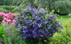 Durandii Clematis - 1 Gallon Pot 18 Durandii Clematis - 1 Gallon Pot -Outdoor Garden Store clematis durandii 3