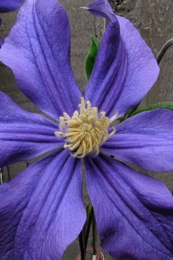 Durandii Clematis - 1 Gallon Pot 23 Durandii Clematis - 1 Gallon Pot -Outdoor Garden Store clematis durandii 4
