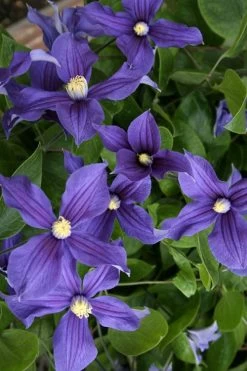 Durandii Clematis - 1 Gallon Pot 19 Durandii Clematis - 1 Gallon Pot -Outdoor Garden Store clematis durandii 5