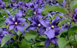 Durandii Clematis - 1 Gallon Pot 20 Durandii Clematis - 1 Gallon Pot -Outdoor Garden Store clematis durandii 6