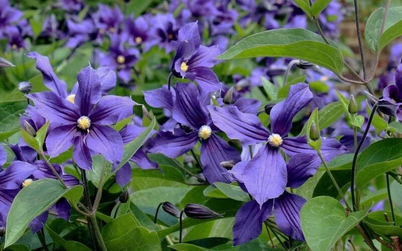 Durandii Clematis - 1 Gallon Pot 10 Durandii Clematis - 1 Gallon Pot - Image 8