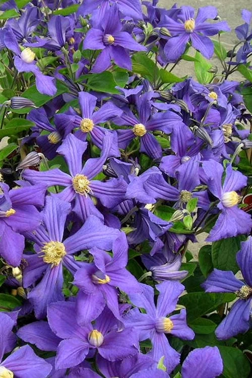 Durandii Clematis - 1 Gallon Pot 11 Durandii Clematis - 1 Gallon Pot - Image 9