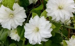 Duchess Of Edinburgh Clematis - 1 Gallon Pot 12 Duchess Of Edinburgh Clematis - 1 Gallon Pot -Outdoor Garden Store clematis duschess of edinburgh 3