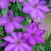 Elsa Spath Clematis - 1 Gallon Pot 1 Elsa Spath Clematis - 1 Gallon Pot -Outdoor Garden Store clematis elsa spath 6