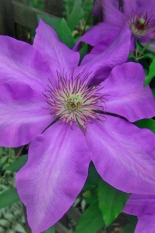 Elsa Spath Clematis - 1 Gallon Pot 7 Elsa Spath Clematis - 1 Gallon Pot - Image 5