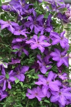 Elsa Spath Clematis - 1 Gallon Pot 10 Elsa Spath Clematis - 1 Gallon Pot -Outdoor Garden Store clematis elsa spath 9