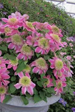 Empress Clematis - 1 Gallon Pot 9 Empress Clematis - 1 Gallon Pot -Outdoor Garden Store clematis empress 4