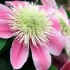 Empress Clematis - 1 Gallon Pot 1 Empress Clematis - 1 Gallon Pot -Outdoor Garden Store clematis empress 6