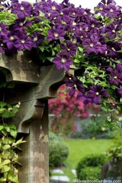 Etoile Violette Clematis - 1 Gallon Pot 15 Etoile Violette Clematis - 1 Gallon Pot -Outdoor Garden Store clematis etoile violette 11