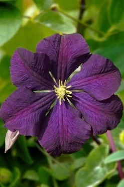 Etoile Violette Clematis - 1 Gallon Pot 13 Etoile Violette Clematis - 1 Gallon Pot -Outdoor Garden Store clematis etoile violette 13