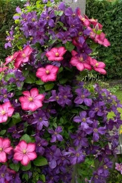Etoile Violette Clematis - 1 Gallon Pot 14 Etoile Violette Clematis - 1 Gallon Pot -Outdoor Garden Store clematis etoile violette 4
