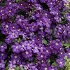 Etoile Violette Clematis - 1 Gallon Pot 1 Etoile Violette Clematis - 1 Gallon Pot -Outdoor Garden Store clematis etoile violette 8
