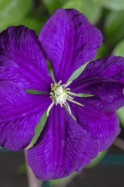 Etoile Violette Clematis - 1 Gallon Pot 16 Etoile Violette Clematis - 1 Gallon Pot -Outdoor Garden Store clematis etolie violette 1