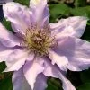 Filigree Clematis - 1 Gallon Pot 1 Filigree Clematis - 1 Gallon Pot -Outdoor Garden Store clematis filigree 3