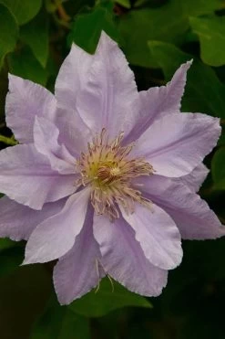 Filigree Clematis - 1 Gallon Pot 15 Filigree Clematis - 1 Gallon Pot -Outdoor Garden Store clematis filigree 4